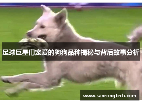 足球巨星们宠爱的狗狗品种揭秘与背后故事分析
